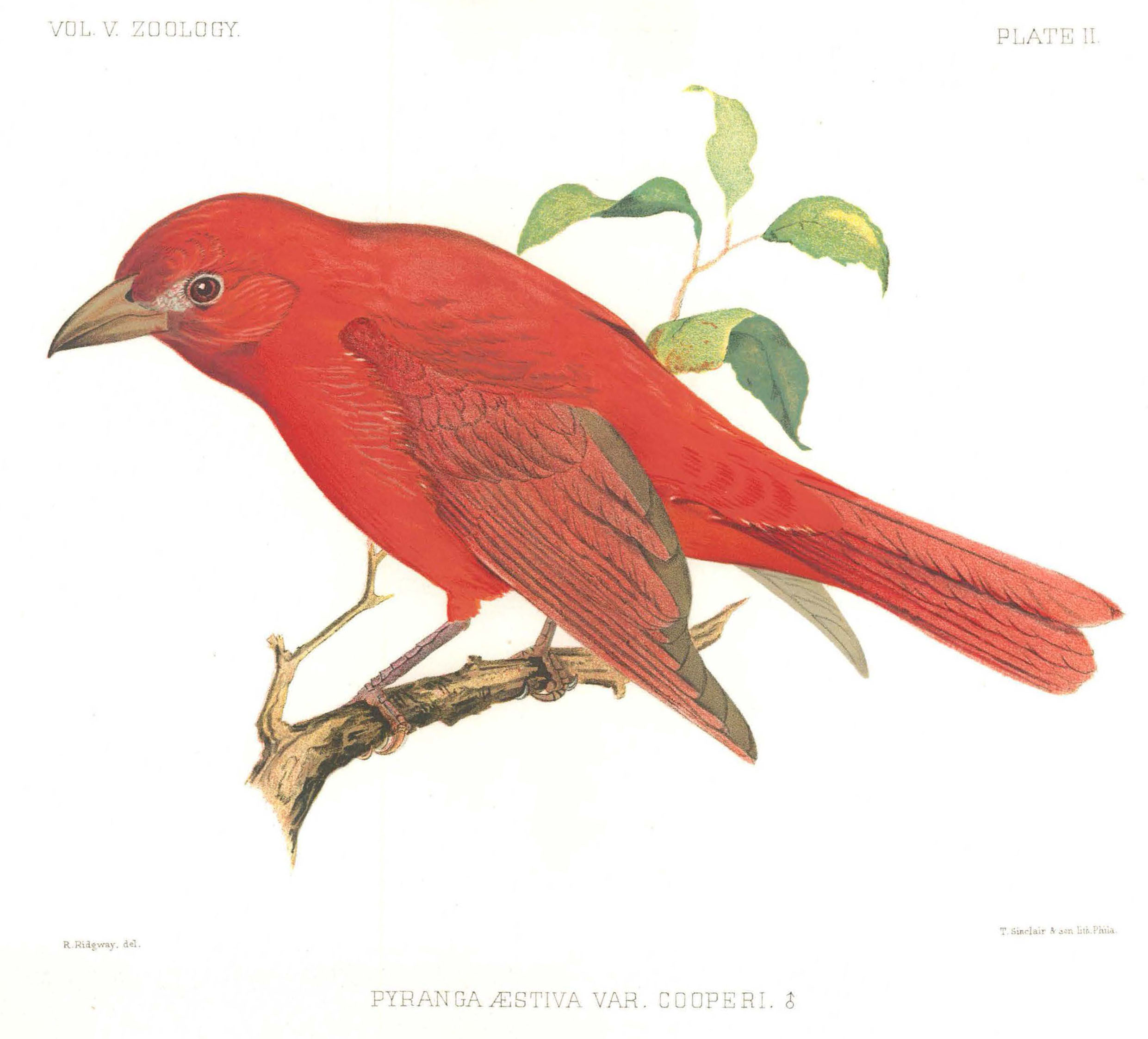 drawing of a red bird on a branch drawing of a red bird on a branch